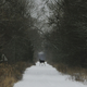 Illustration for article titled The Woods Around Chernobyl Arent Decaying
